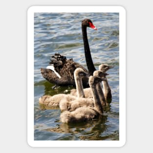 Black Swan and Cygnets Sticker